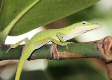 green anole