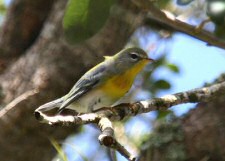 northern parula