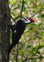 pileated woodpecker