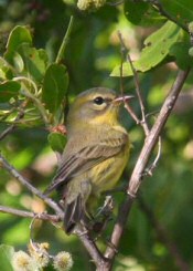 prairie warbler