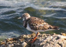 ruddy turnstone