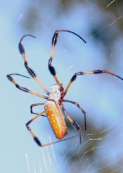 banana spider