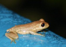 cuban tree frog