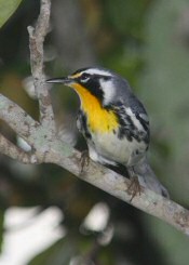 yellow-throated warbler