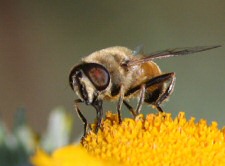 flower and bee