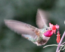 broad-tailed hummingbird