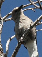 clark's nutcracker