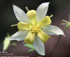 columbine