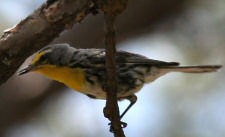 grace's warbler