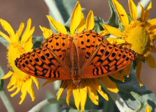 fritillary