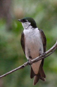 violet-green swallow