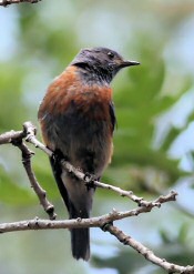 western bluebird