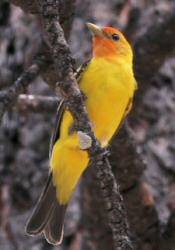 western tanager