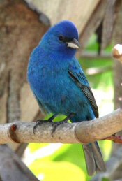 Indigo Bunting