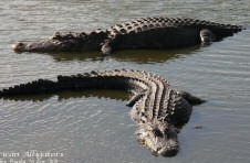 American Alligator