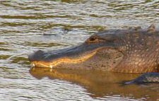 American alligator