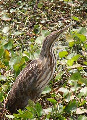 American Bittern