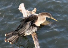 Anhinga