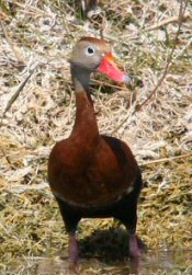 Black-bellied Whistling Duck