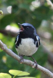 Black-throated Blue Warbler