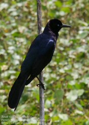 Boat-tailed Grackle