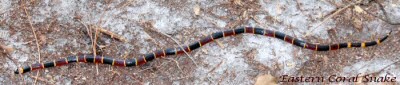 Eastern Coral Snake