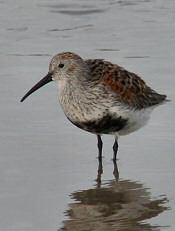 Dunlin