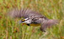 Eastern Meadowlark