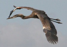 great blue heron