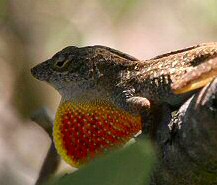 Brown Anole