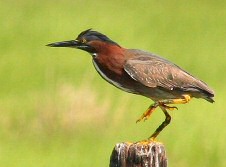 Green Heron