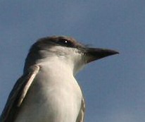 Gray Kingbird