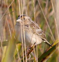 Grasshopper Sparrow