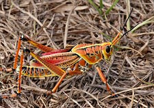 grasshopper