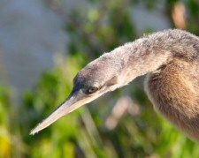 Anhinga