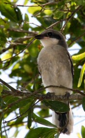 loggerhead shrike