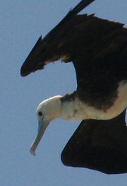 Magnificent Frigatebird