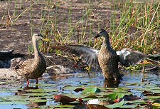 mottled duck