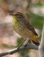 palm warbler