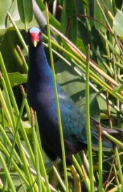 purple gallinule