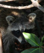 racoon