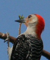 red-bellied woodpecker