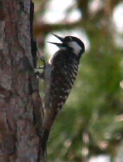 red-cockaded woodpecker