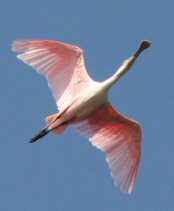 roseate spoonbill