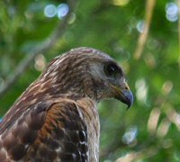 red-shouldered hawk