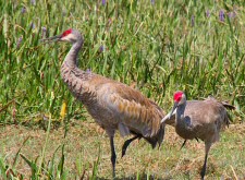 Sandhill Crane