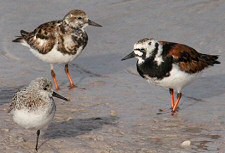 sanderling, ruddy turnstone