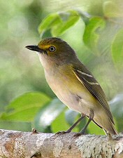 white-eyed vireo