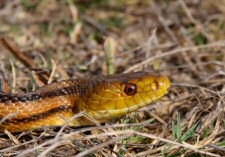 yellow rat snake