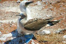 booby family